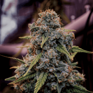 Genius Juice Feminized Seeds