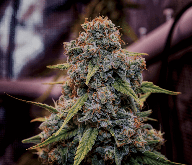 Genius Juice Feminized Seeds