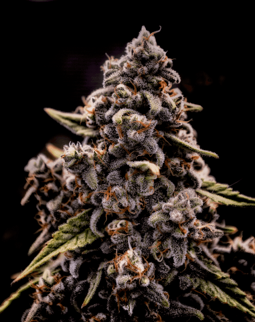 Genius Juice Feminized Seeds