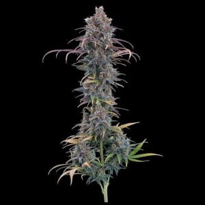 Cinderella Purple Feminized Seeds