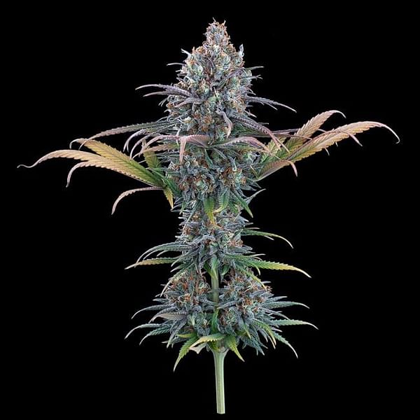 Cinderella Purple Feminized Seeds