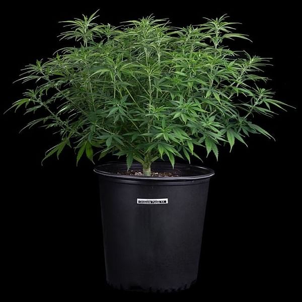 Cinderella Purple Feminized Seeds