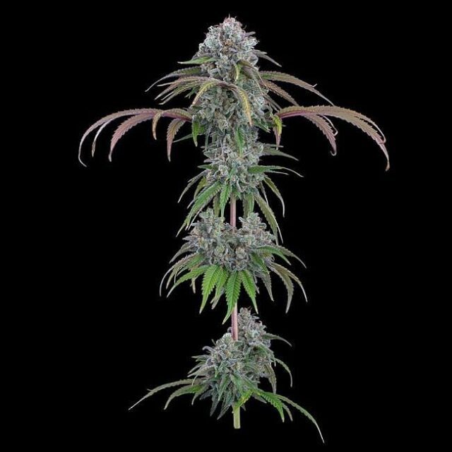 Ocifer Feminized Seeds