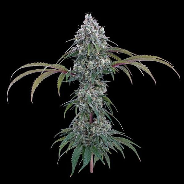 Ocifer Feminized Seeds