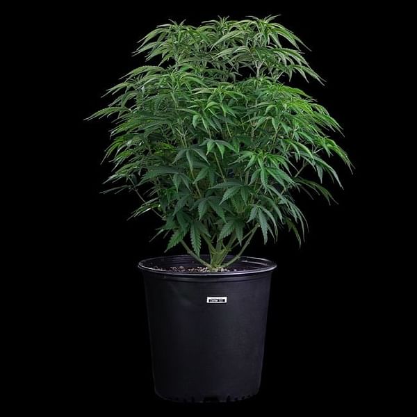 Ocifer Feminized Seeds