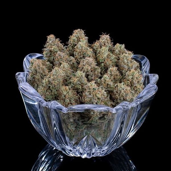 Ocifer Feminized Seeds