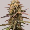 Gelonade Autoflower Seeds