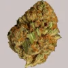 Gelonade Autoflower Seeds