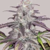 White Truffle Autoflower Seeds
