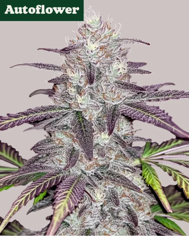 White Truffle Autoflower Seeds