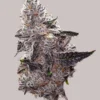 White Truffle Autoflower Seeds