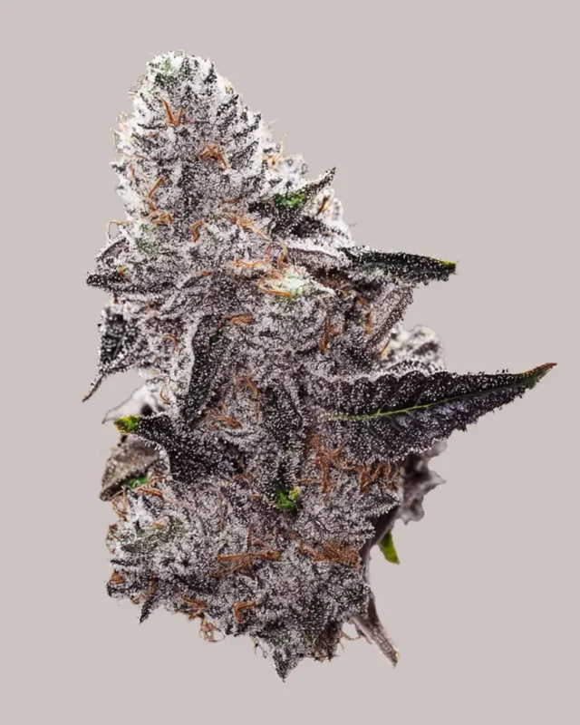 White Truffle Autoflower Seeds