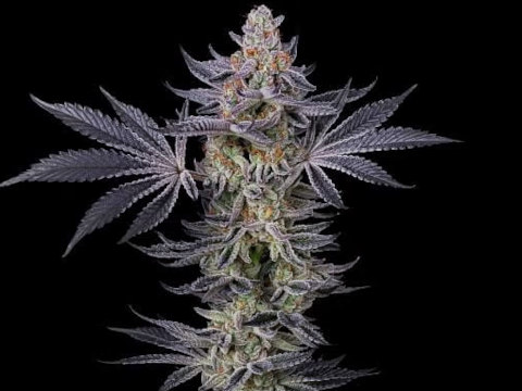 Gorilla Runtz Strain