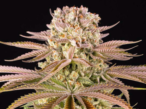 Pineapple Express Strain