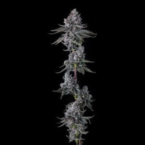 Old Money Feminized Seeds