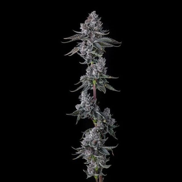 Old Money Feminized Seeds