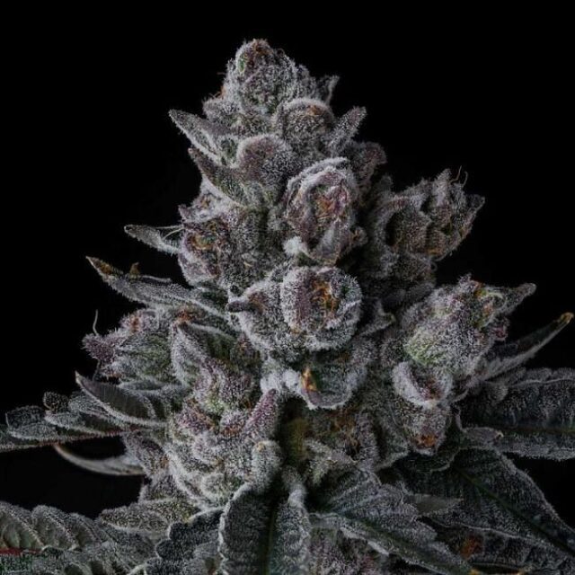 Old Money Feminized Seeds