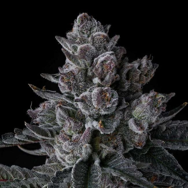 Old Money Feminized Seeds