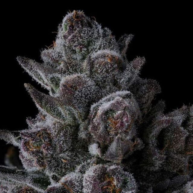 Old Money Feminized Seeds