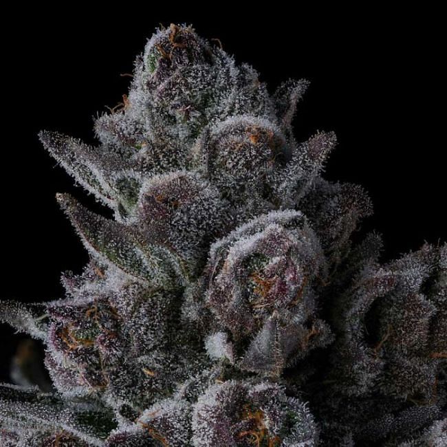 Old Money Feminized Seeds