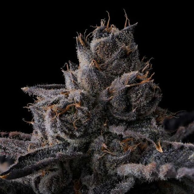 New Money Feminized Seeds