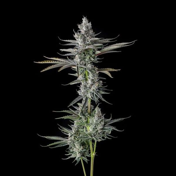 Guwop Green Feminized Seeds