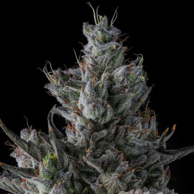 Guwop Green Feminized Seeds