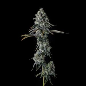 Chem 51 Feminized Seeds