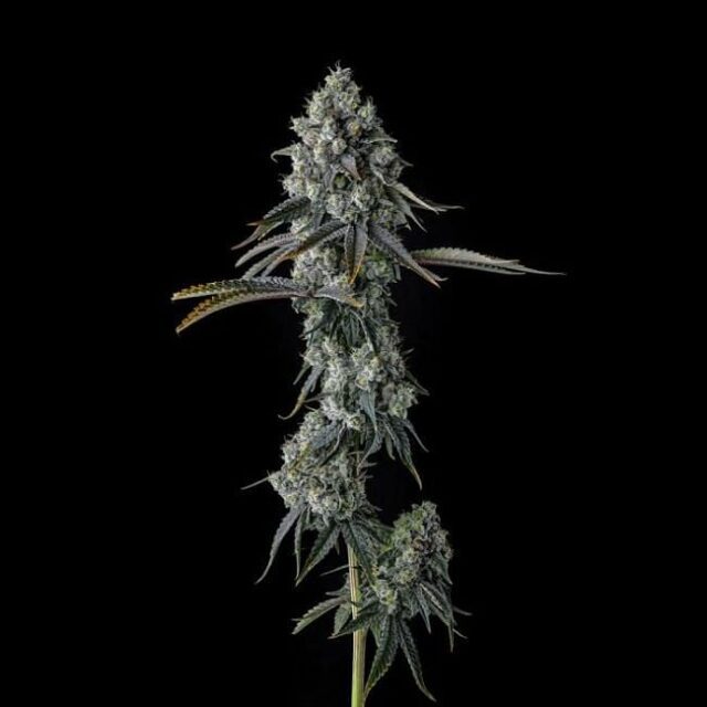 Chem 51 Feminized Seeds