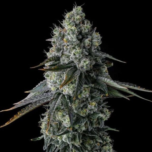 Chem 51 Feminized Seeds
