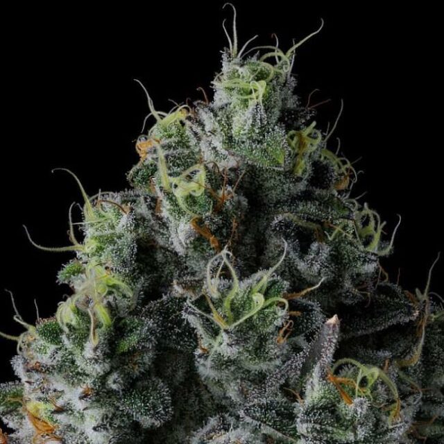 Chem 51 Feminized Seeds