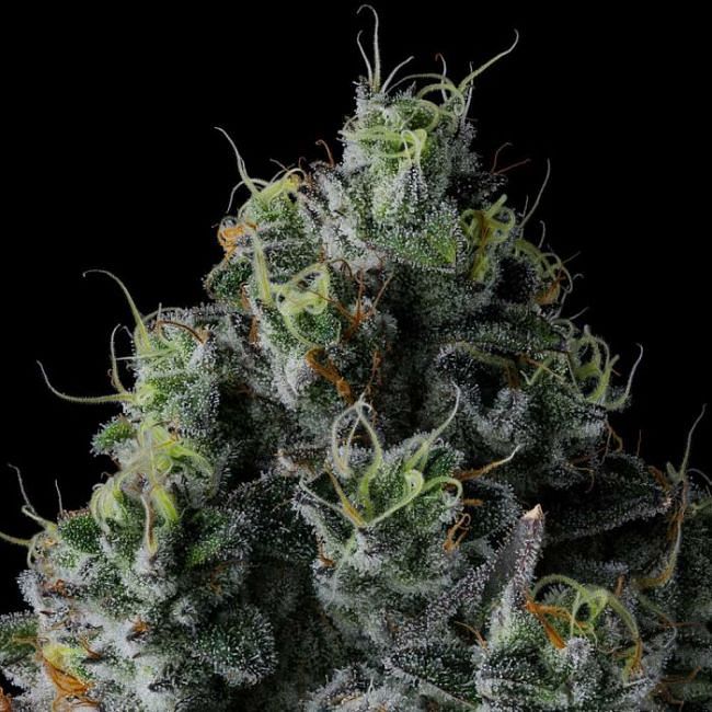 Chem 51 Feminized Seeds