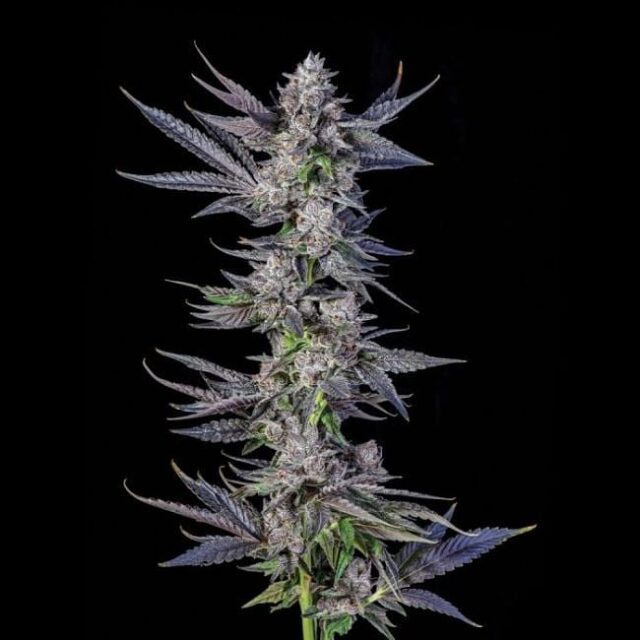Runtz Carlton Feminized Seeds