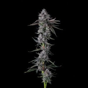 Chrome Dome Feminized Seeds