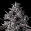 Chrome Dome Feminized Seeds