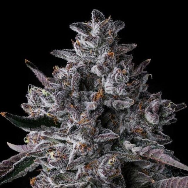 Chrome Dome Feminized Seeds