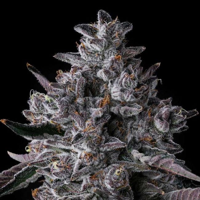 Chrome Dome Feminized Seeds