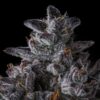 Chrome Dome Feminized Seeds