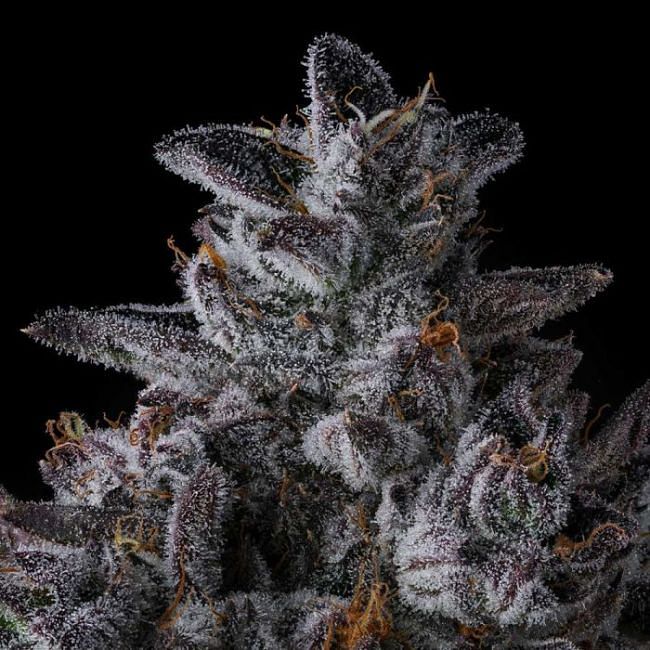 Chrome Dome Feminized Seeds
