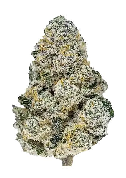 Lemonpaya Feminized Seeds
