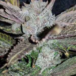 Black Cherry Punch Feminized Seeds