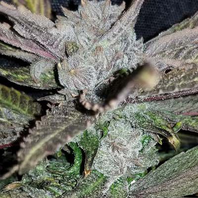 Black Cherry Punch Feminized Seeds