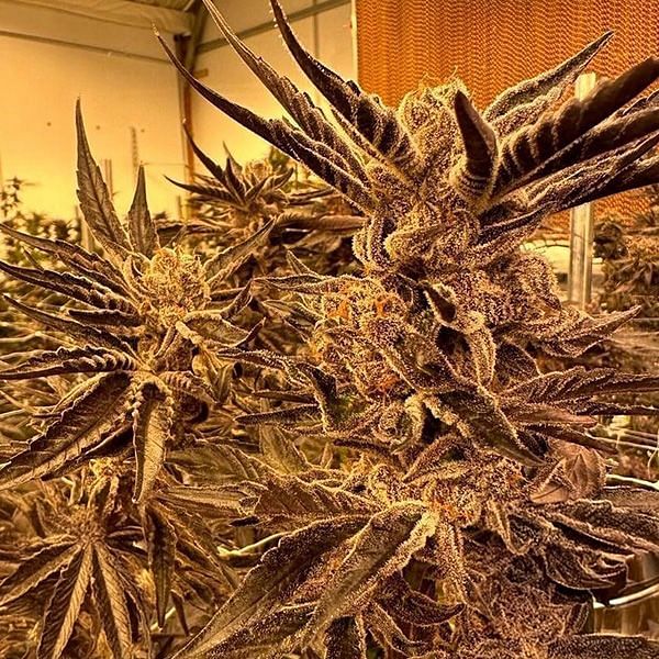 Black Cherry Flambe Feminized Seeds