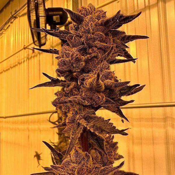 Black Cherry Flambe Feminized Seeds
