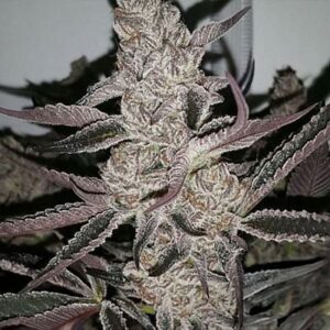 Crystal Cookies V2 Feminized Seeds