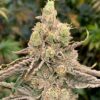 Deluxe Sugarcane Feminized Seeds