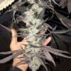 Dolato S1 Feminized Seeds