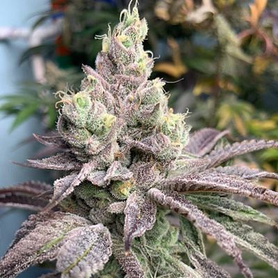 Dream Candy Feminized Seeds