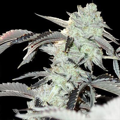 Frozen Gelato Feminized Seeds