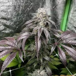 Garlic Storm Feminized Seeds